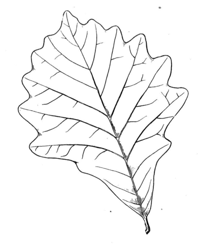 Leaf Of Oak Coloring Page